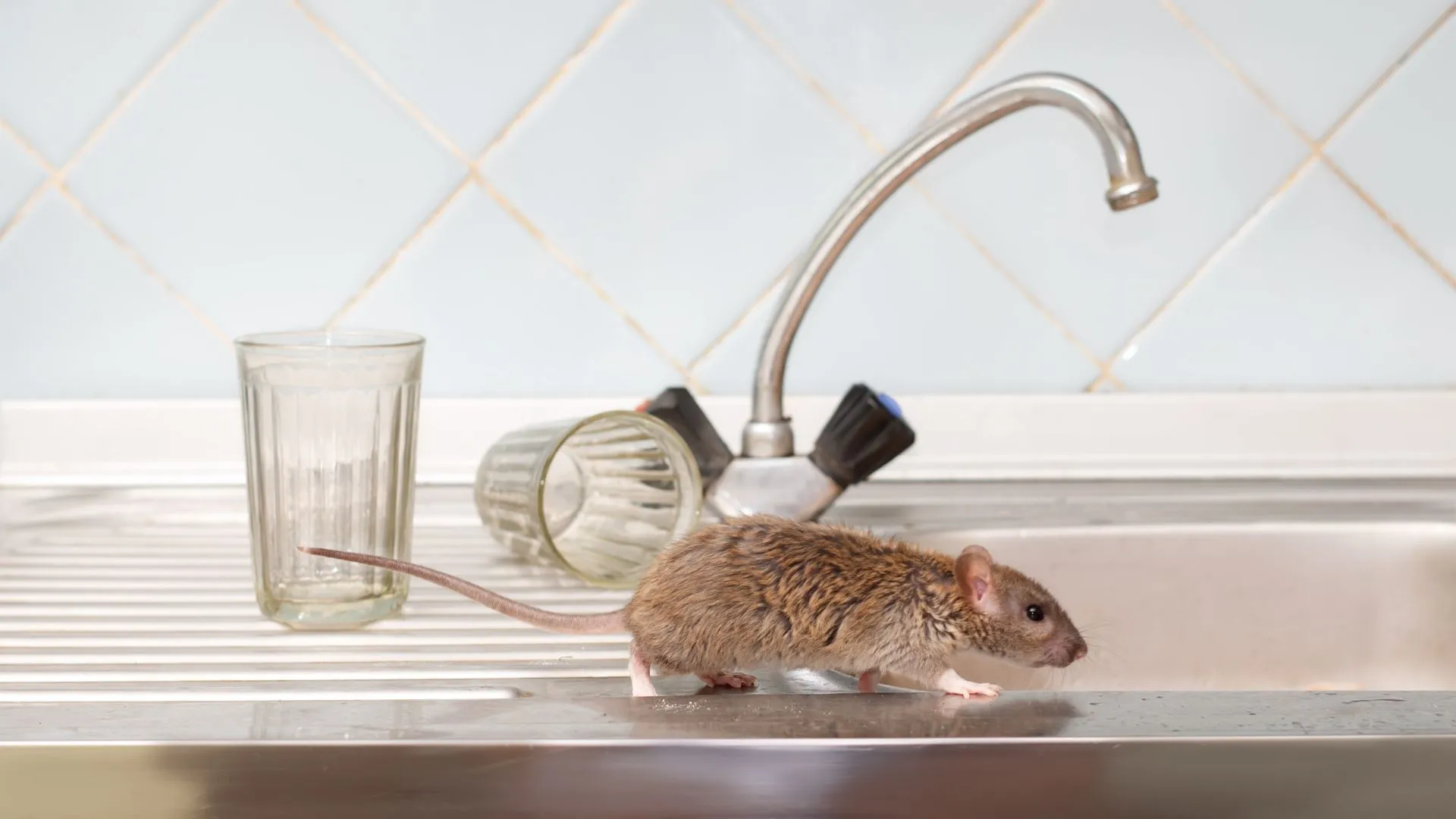 Pest control service in Winterhaven CA treating river corridor scorpion and termite problems